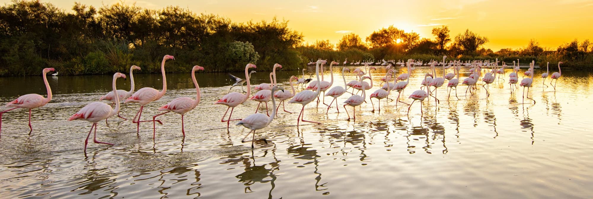 Parc Naturel Régional de Camargue