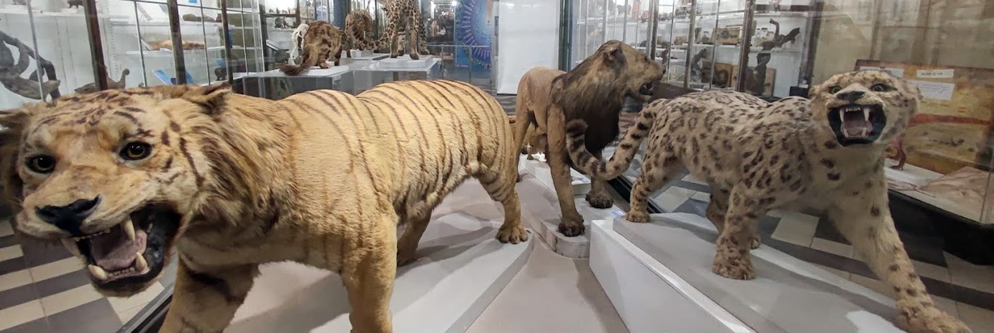 Musée d’Histoire Naturelle de Nîmes
