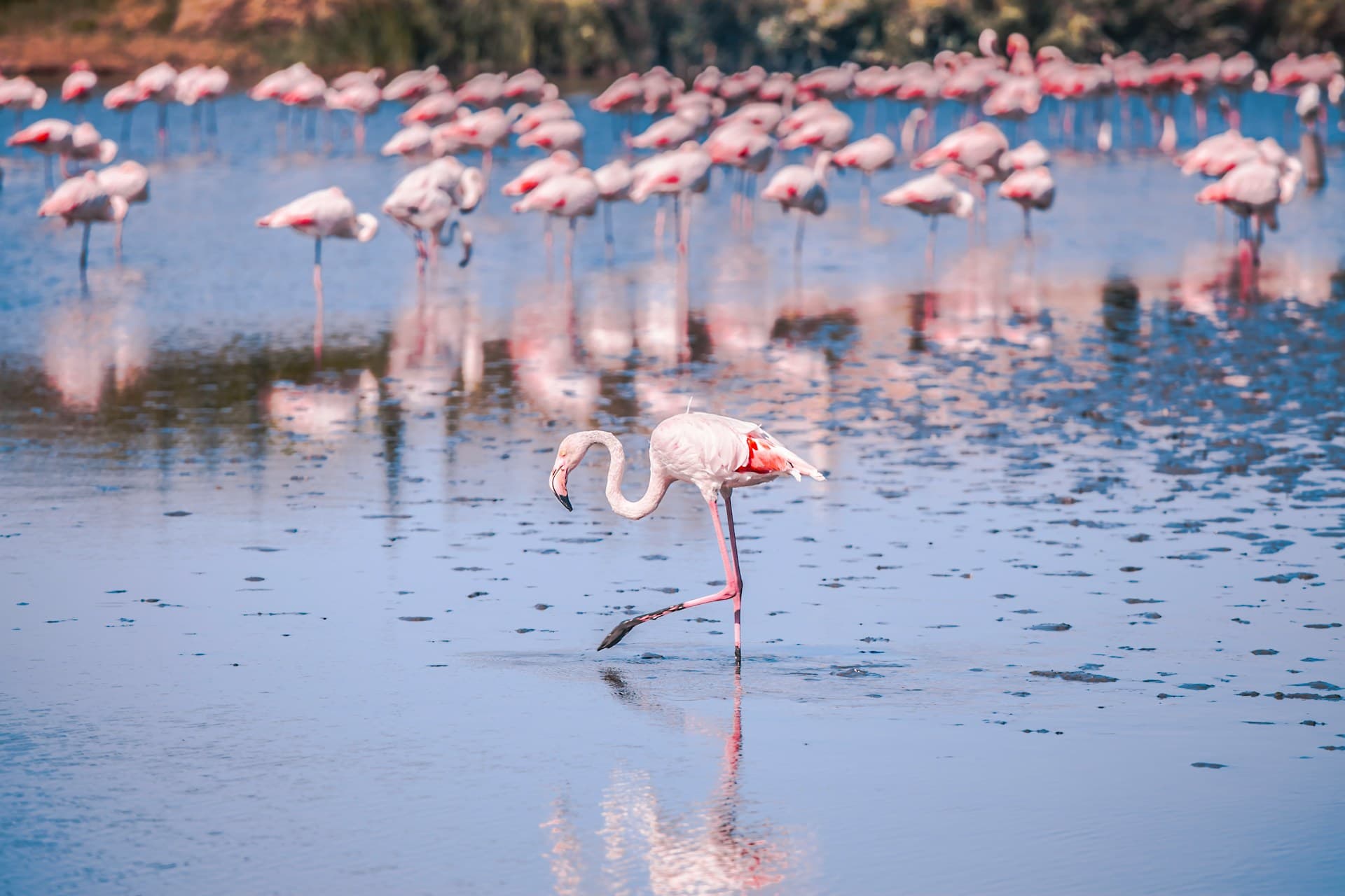 Flamants roses de Camargue